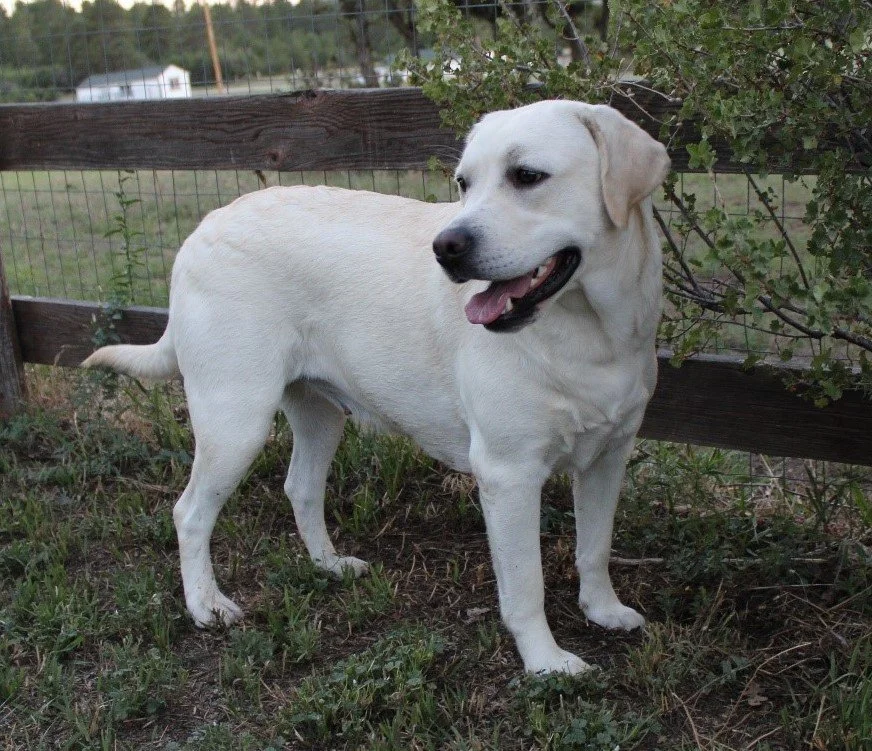 Upcoming Litters — Heatherdowns Labradors, Ltd